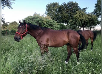Wuerttemberg, Gelding, 12 years, 16,2 hh, Brown