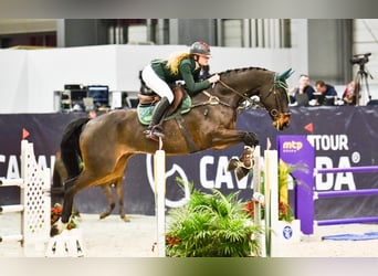 Wuerttemberg, Gelding, 12 years, 16,3 hh, Bay-Dark