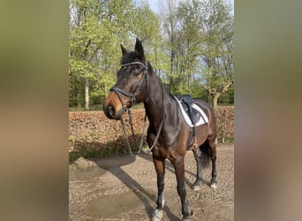 Wuerttemberg, Gelding, 12 years, 17,1 hh, Bay-Dark