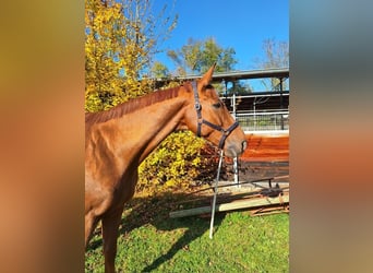 Wuerttemberg, Gelding, 12 years, 17,2 hh, Chestnut-Red