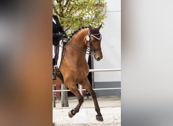 Wuerttemberg, Gelding, 12 years, 17,1 hh, Brown