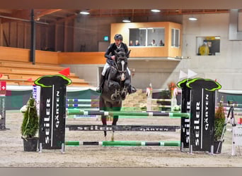 Wuerttemberg, Gelding, 13 years, 16.2 hh, Smoky-Black