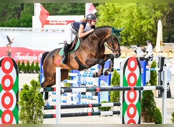 Wuerttemberg, Gelding, 13 years, 16.3 hh, Bay-Dark