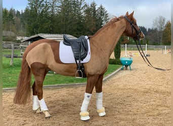 Wuerttemberg, Gelding, 13 years, 16,3 hh, Chestnut-Red