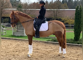 Wuerttemberg, Gelding, 13 years, 16,3 hh, Chestnut-Red