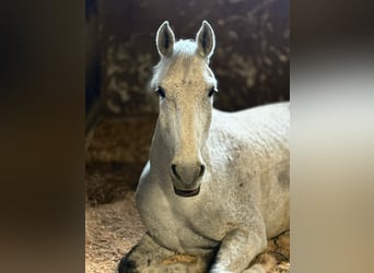 Wuerttemberg, Gelding, 13 years, 16.3 hh, Grey-Fleabitten