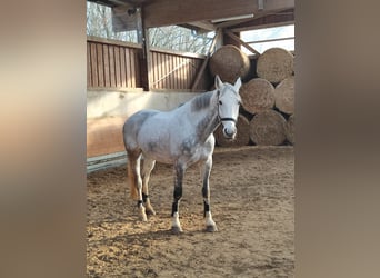 Wuerttemberg, Gelding, 13 years, 16.3 hh, Grey