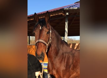 Wuerttemberg, Gelding, 13 years, 16,2 hh, Brown