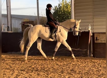 Wuerttemberg, Gelding, 13 years, 16,2 hh, Grey
