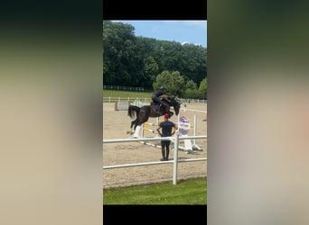 Wuerttemberg, Gelding, 13 years, 16,2 hh, Smoky-Black