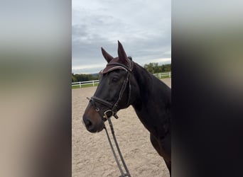 Wuerttemberg, Gelding, 13 years, 17 hh, Bay-Dark