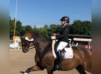 Wuerttemberg, Gelding, 13 years, 17 hh, Brown