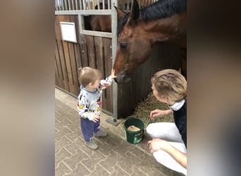 Wuerttemberg, Gelding, 13 years, 17 hh, Brown