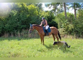 Wuerttemberg, Gelding, 13 years, 17 hh, Chestnut-Red