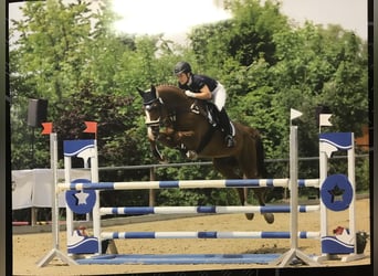 Wuerttemberg, Gelding, 13 years, 17 hh, Chestnut