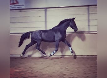 Wuerttemberg, Gelding, 13 years, 17,1 hh, Black