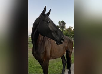 Wuerttemberg, Gelding, 13 years, 17,1 hh, Black
