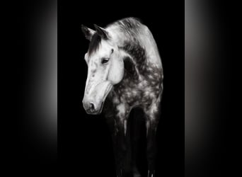 Wuerttemberg, Gelding, 13 years, 17,1 hh, Gray-Dapple