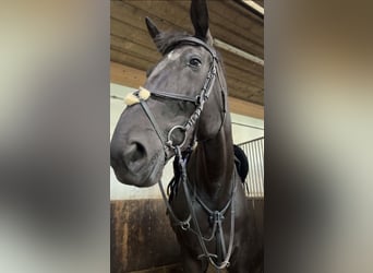 Wuerttemberg, Gelding, 13 years, 17,2 hh, Black