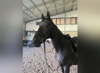 Wuerttemberg, Gelding, 14 years, 16,1 hh, Bay-Dark