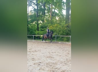 Wuerttemberg, Gelding, 14 years, 16,1 hh, Bay-Dark