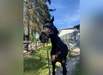 Wuerttemberg, Gelding, 14 years, 16,1 hh, Bay-Dark