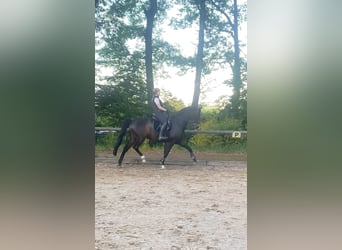 Wuerttemberg, Gelding, 14 years, 16,1 hh, Bay-Dark