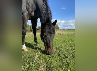 Wuerttemberg, Gelding, 14 years, 16,1 hh, Bay-Dark