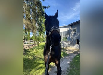 Wuerttemberg, Gelding, 14 years, 16,1 hh, Bay-Dark