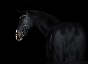 Wuerttemberg, Gelding, 14 years, 16.2 hh, Smoky-Black