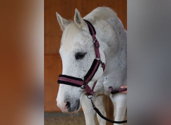 Württemberger, Wallach, 14 Jahre, 16 hh, Schimmel