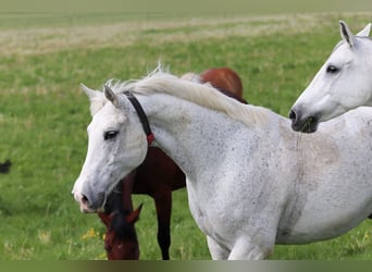 Wuerttemberg, Gelding, 14 years, 16 hh, Gray