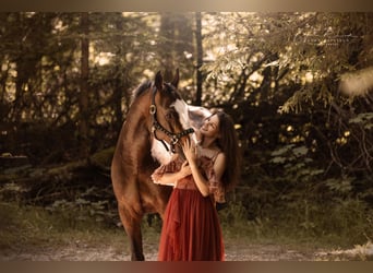 Wuerttemberg, Gelding, 14 years, 16,1 hh, Bay-Dark