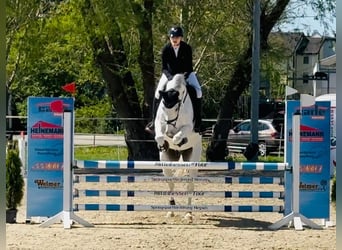 Wuerttemberg, Gelding, 14 years, 16,1 hh, Gray
