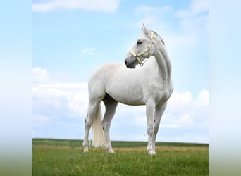 Wuerttemberg, Gelding, 14 years, 16,1 hh, Gray