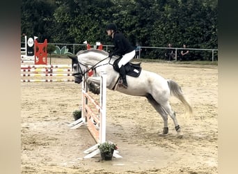 Wuerttemberg, Gelding, 14 years, 16,1 hh, Gray