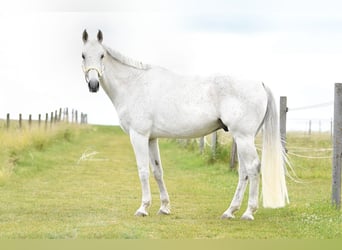 Wuerttemberg, Gelding, 14 years, 16,1 hh, Gray