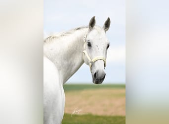 Wuerttemberg, Gelding, 14 years, 16,1 hh, Gray