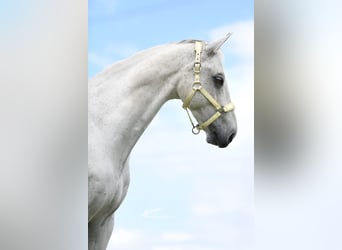 Wuerttemberg, Gelding, 14 years, 16,1 hh, Gray