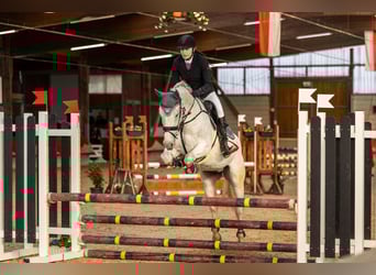 Wuerttemberg, Gelding, 14 years, 16,1 hh, Gray