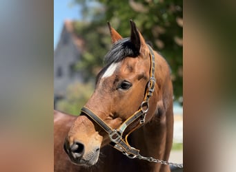Wuerttemberg, Gelding, 14 years, 16,2 hh, Brown