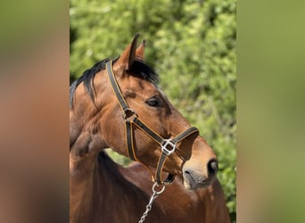 Wuerttemberg, Gelding, 14 years, 16,2 hh, Brown