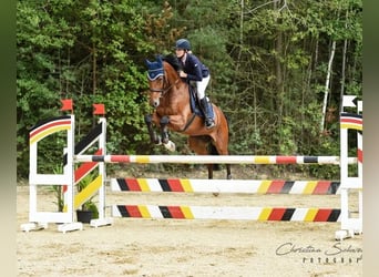 Wuerttemberg, Gelding, 14 years, 16,2 hh, Brown