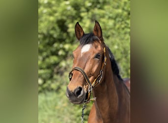 Wuerttemberg, Gelding, 14 years, 16,2 hh, Brown