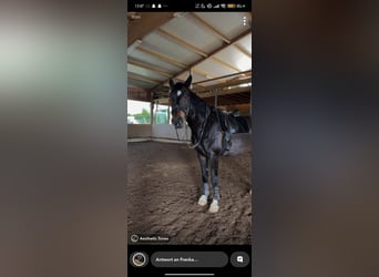 Wuerttemberg, Gelding, 14 years, 17.2 hh, Bay-Dark