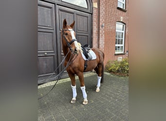 Wuerttemberg, Gelding, 14 years, 17 hh, Chestnut-Red
