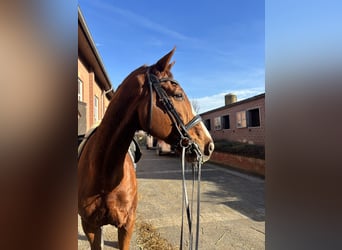 Wuerttemberg, Gelding, 14 years, 17 hh, Chestnut-Red
