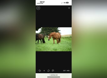 Wuerttemberg, Gelding, 14 years, 17 hh, Chestnut-Red
