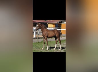 Wuerttemberg, Gelding, 14 years, 17 hh, Chestnut-Red