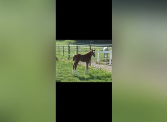 Wuerttemberg, Gelding, 14 years, 17 hh, Chestnut-Red